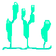 algues